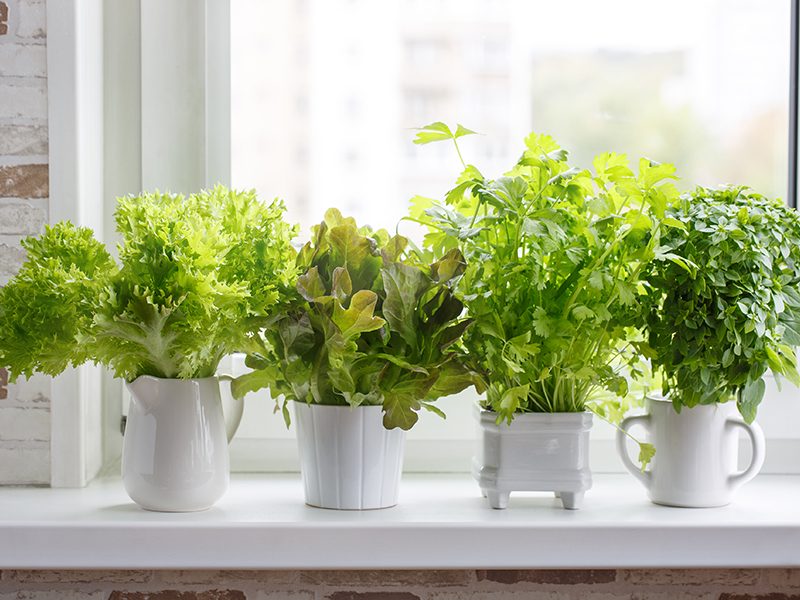Jak wykonać okienny ogródek ziołowy?