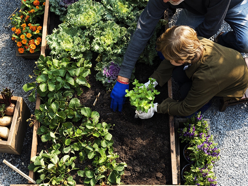 Co warto mieć w swoim ogródku warzywnym?